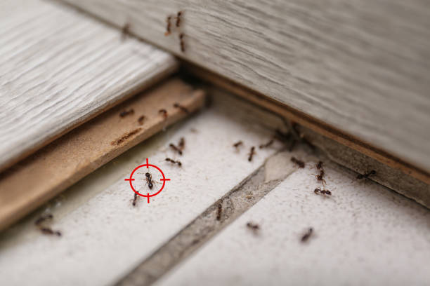 Best Pest Inspection Near Me  in Nuevo, CA