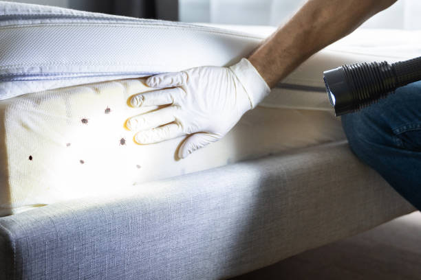 Best Cockroach Control Services  in Nuevo, CA