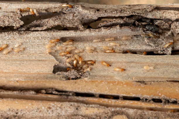 Flea Control Services in Nuevo, CA
