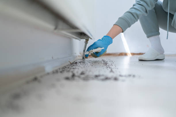 Best Rat Extermination Near Me  in Nuevo, CA